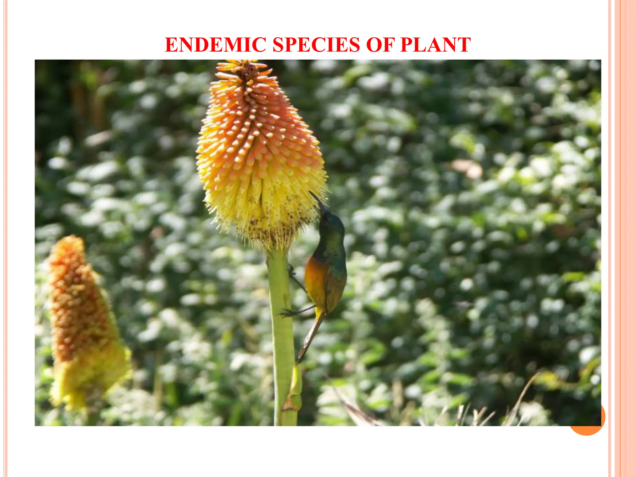 ENDEMIC SPECIES OF PLANT
 