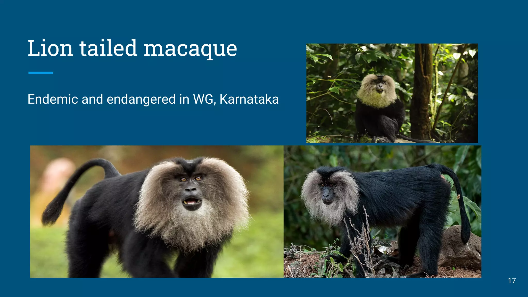 Lion tailed macaque
Endemic and endangered in WG, Karnataka
17
 