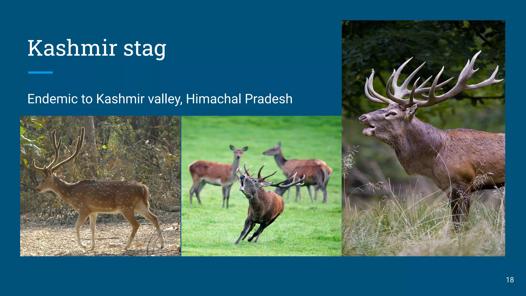 Kashmir stag
Endemic to Kashmir valley, Himachal Pradesh
18
 