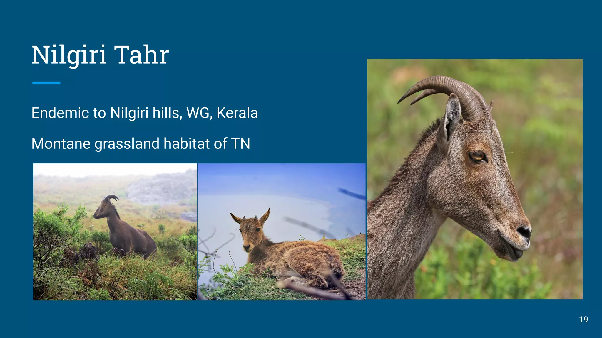 Nilgiri Tahr
Endemic to Nilgiri hills, WG, Kerala
Montane grassland habitat of TN
19
 