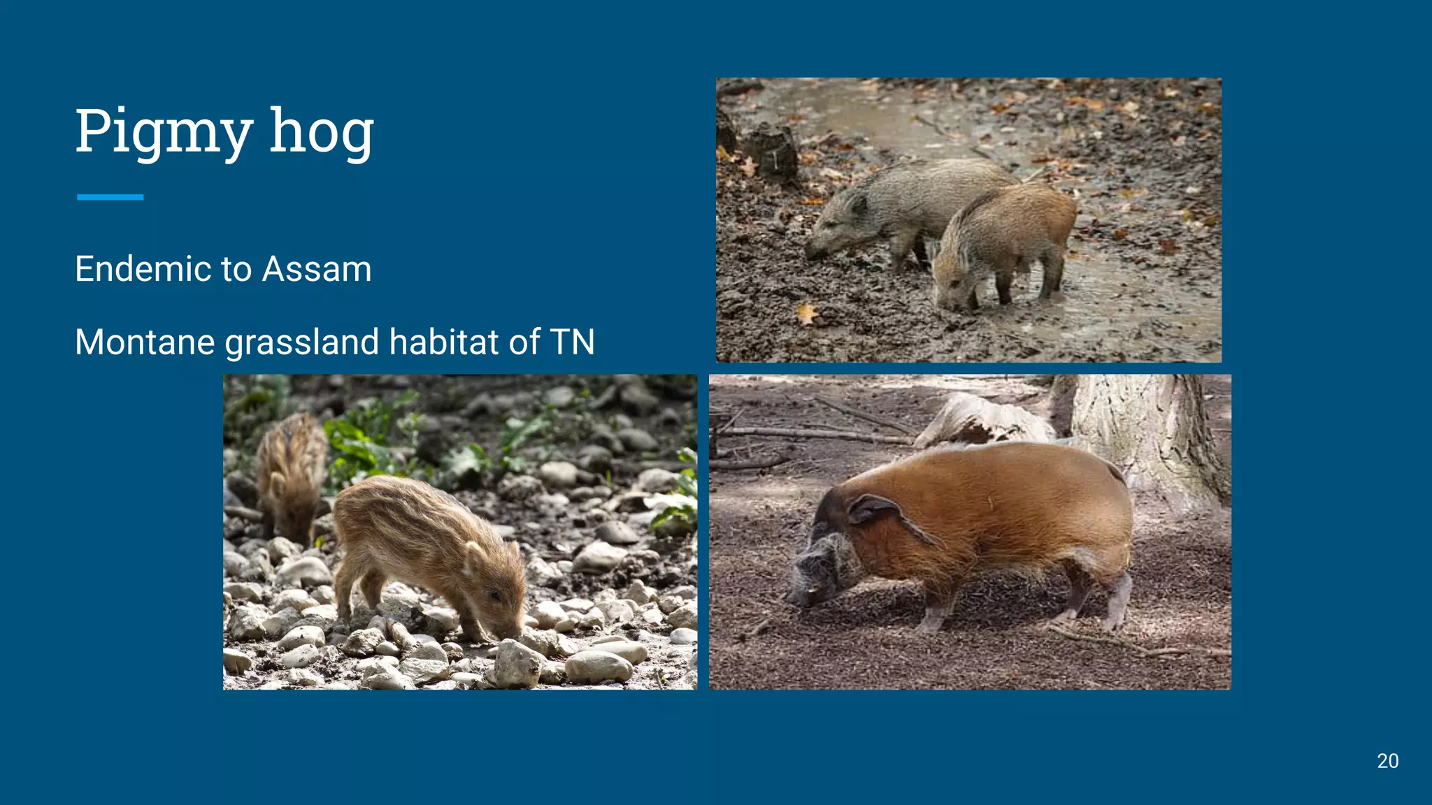Pigmy hog
Endemic to Assam
Montane grassland habitat of TN
20
 
