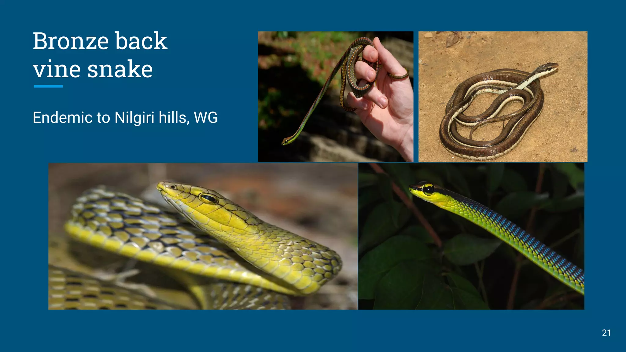 Bronze back
vine snake
Endemic to Nilgiri hills, WG
21
 