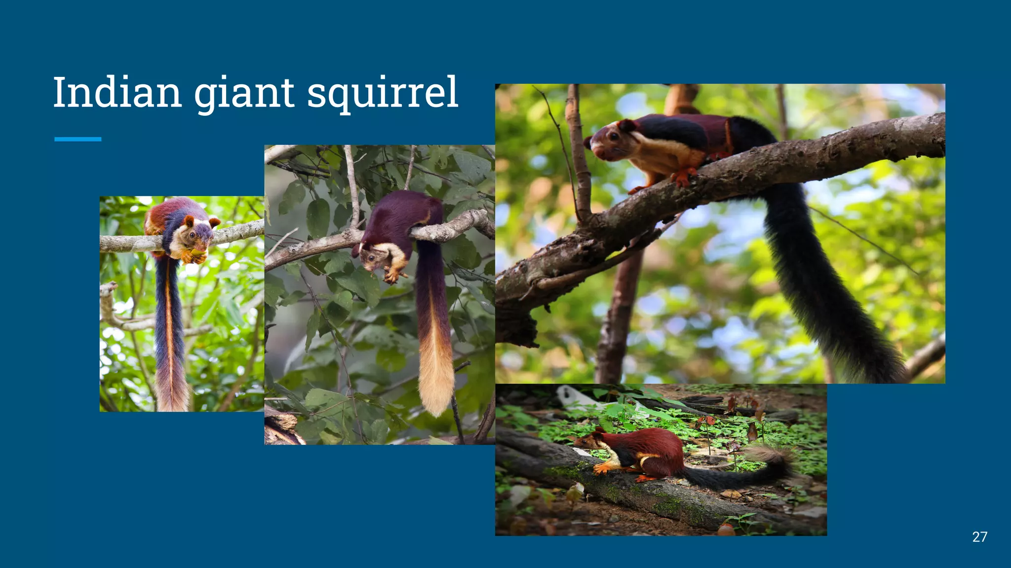 Indian giant squirrel
27
 