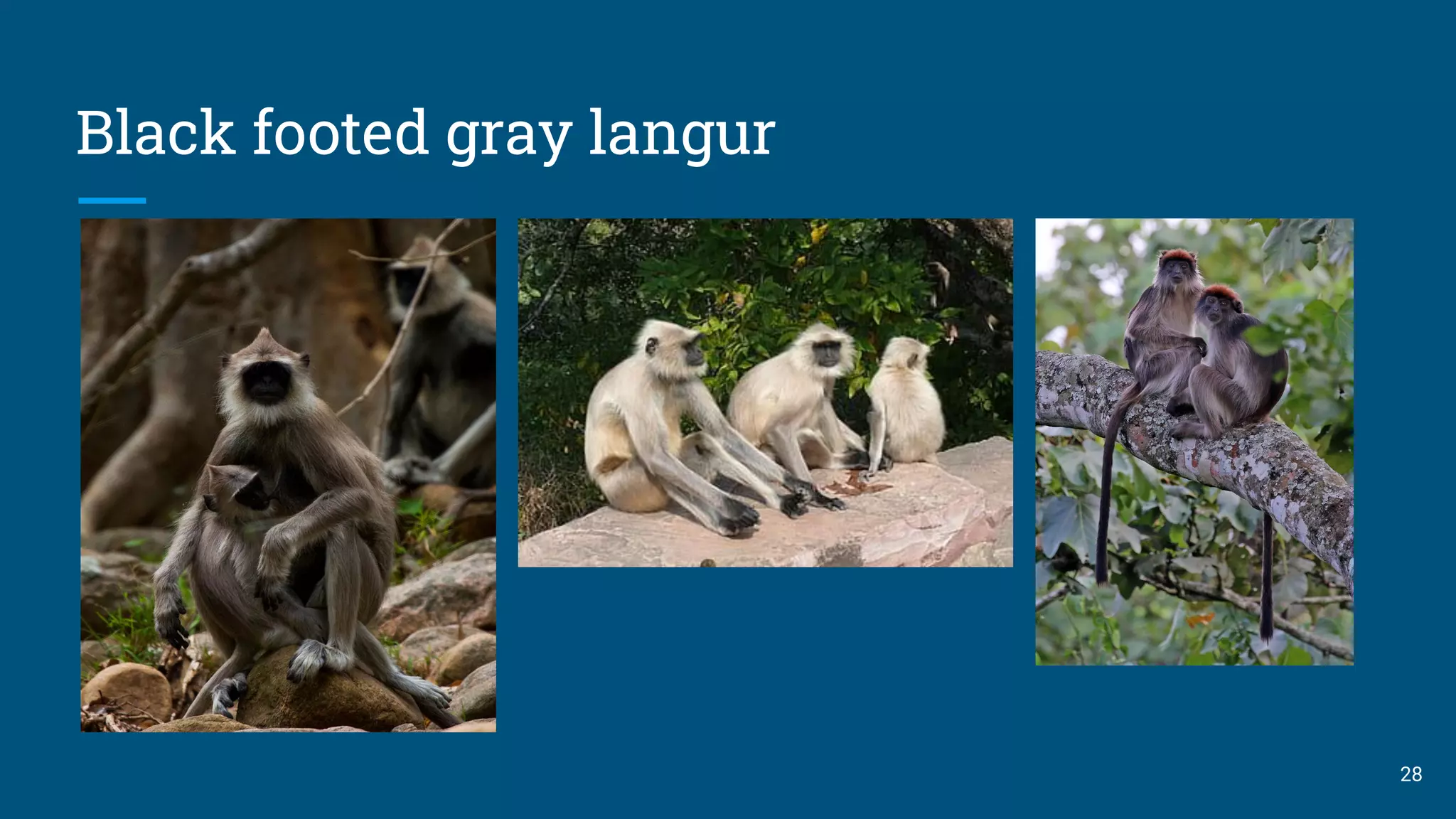 Black footed gray langur
28
 