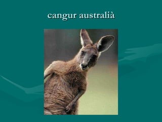 cangur australià 