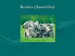 Koales (Austràlia) 