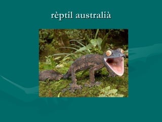 rèptil australià 