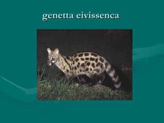 genetta eivissenca  