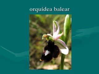 orquídea balear 