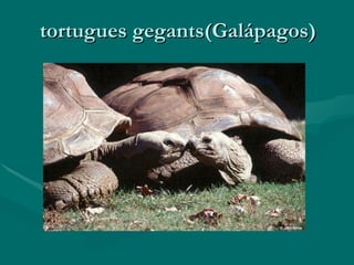tortugues gegants(Galápagos) 