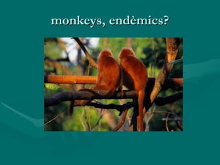 monkeys, endèmics? 