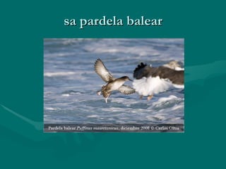 sa pardela balear 