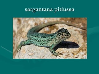 sargantana pitiussa 