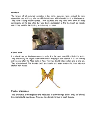 Aye-Aye
The largest of all nocturnal primates in the world, aye-ayes have evolved to have
opposable toes and long tails for a life in the trees, which is only found in Madagascar.
They have a long middle figures. Their big toes and long tails allow them to hang
comfortably on the tree while they use their echolocation to find food such as insects
which they used for the hunting and climbing on trees.
Comet moth
It is also known as Madagascan moon moth. It is the most beautiful moth in the world.
They are among the largest in the world with a wing span that extends to 20 cm coming
only second after the Atlas moth of Asia. They has bright yellow colors and a long tail.
They are nocturnal. The females moth are broader and wings are rounder their tales are
shorter than males.
Panther chameleon
They are native of Madagascar and introduced to Surroundings Island. They are among
the most colorful chamleons. They use its extensile tongue to catch its prey.
 