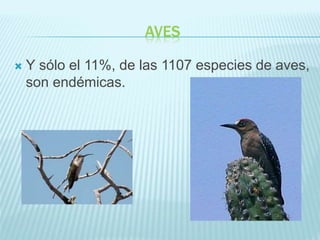 AVES
 Y sólo el 11%, de las 1107 especies de aves,
son endémicas.
 