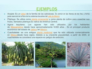EJEMPLOS
 Ahuejote: Es un árbol de la familia de las salicáceas. Es común en las riberas de los ríos, y forma
parte esencial de la flora de los sistemas lacustres del valle de México.
 Pitahaya: Se utiliza como planta ornamental y como planta de cultivo para cosechar sus
frutos, llamados pitahaya.Es nativa de América Central.
 Agave tequilana: Los agaves han sido utilizados por los habitantes
de Mesoamérica desde hace aproximadamente 9.000 años . Es el principal producto
económico del estado de Jalisco en México.
 Cuachalalate :es una antigua planta medicinal que ha sido utilizada comercialmente
en Méxicodesde hace siglos. Debido a su creciente popularidad, a partir de 2004, el
cuachalalate se considera una especie en peligro de extinción.
 