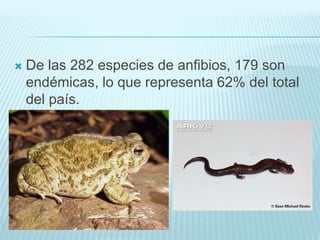  De las 282 especies de anfibios, 179 son
endémicas, lo que representa 62% del total
del país.
 