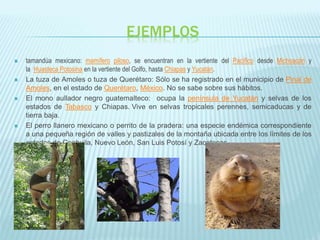 EJEMPLOS
 tamandúa mexicano: mamífero piloso, se encuentran en la vertiente del Pacífico desde Michoacán y
la Huasteca Potosina en la vertiente del Golfo, hasta Chiapas y Yucatán.
 La tuza de Amoles o tuza de Querétaro: Sólo se ha registrado en el municipio de Pinal de
Amoles, en el estado de Querétaro, México. No se sabe sobre sus hábitos.
 El mono aullador negro guatemalteco: ocupa la península de Yucatán y selvas de los
estados de Tabasco y Chiapas. Vive en selvas tropicales perennes, semicaducas y de
tierra baja.
 El perro llanero mexicano o perrito de la pradera: una especie endémica correspondiente
a una pequeña región de valles y pastizales de la montaña ubicada entre los límites de los
estados de Coahuila, Nuevo León, San Luis Potosí y Zacatecas.
 