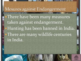 There have been many measures
taken against endangerment.
Hunting has been banned in India.
There are many wildlife cen...