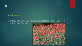 6
 Tulip bulbs
 In May, Ottawa’s tulip festival sees over 500,000 visitors and over 10
million tulips in flower.
 