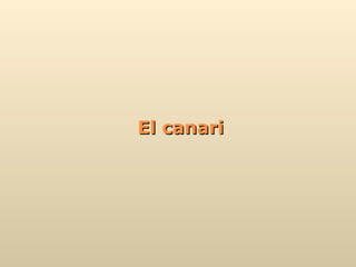 El canari 