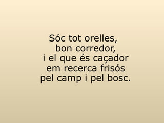 Sóc tot orelles, bon corredor, i el que és caçador em recerca frisós pel camp i pel bosc.   