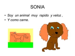 SONIA Soy  un animal  muy  rapido  y veloz , Y como carne. 