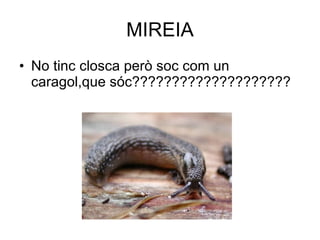 MIREIA No tinc closca però soc com un caragol,que sóc???????????????????? 