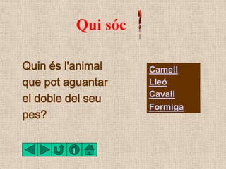 Qui sóc

Quin és l'animal    Camell
que pot aguantar    Lleó
el doble del seu    Cavall
                    Formiga
pes?
 