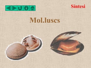Síntesi

Mol.luscs
 
