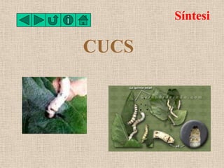 Síntesi

CUCS
 