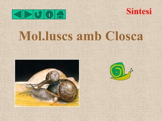 Síntesi

Mol.luscs amb Closca
 
