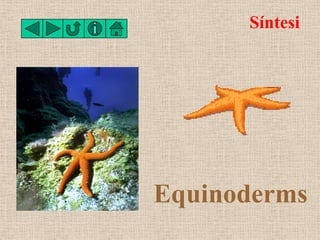 Síntesi




Equinoderms
 