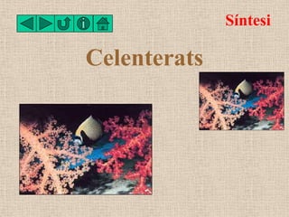 Síntesi

Celenterats
 