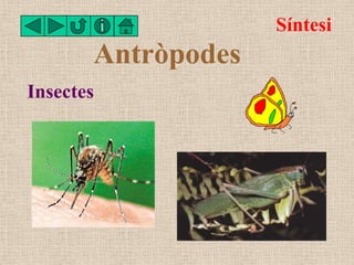 Síntesi
       Antròpodes
Insectes
 