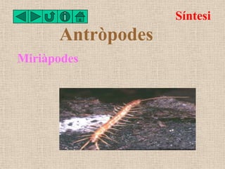 Síntesi
      Antròpodes
Miriàpodes
 