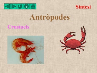 Síntesi

            Antròpodes
Crustacis
 