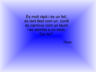 És molt rápit i és un felí, és tant llest com un  conill és carnívor com un tauró i es sembla a un moix. Qui és?  Paula 