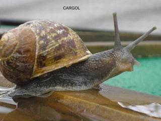 CARGOL
 
