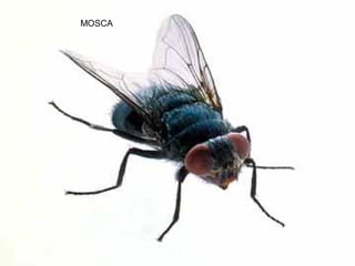 MOSCA
 