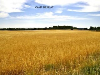 CAMP DE BLAT
 