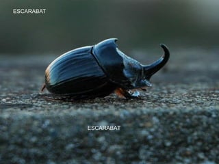 ESCARABAT
ESCARABAT
 