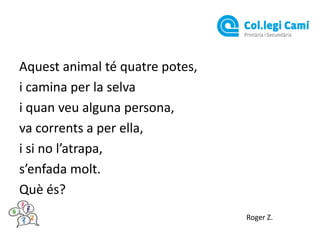 Aquest animal té quatre potes,
i camina per la selva
i quan veu alguna persona,
va corrents a per ella,
i si no l’atrapa,
s’enfada molt.
Què és?
Roger Z.

 