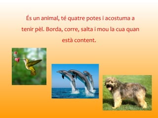 És un animal, té quatre potes i acostuma a
tenir pèl. Borda, corre, salta i mou la cua quan
està content.
 