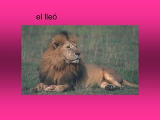 el lleó
 