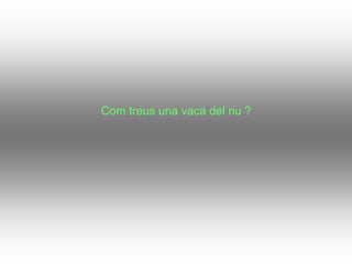 Com treus una vaca del riu ?
 