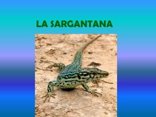 LA SARGANTANA
 