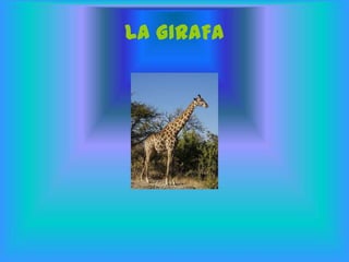 LA GIRAFA
 