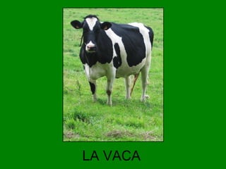 LA VACA

 