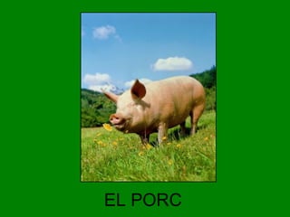 EL PORC

 